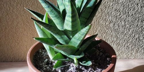 5 Jenis Tanaman Indoor untuk Dekorasi Rumah